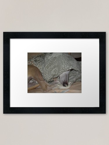 Needle nose hidden whippet - needle,