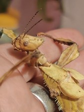 Eggs Macleays Spectre