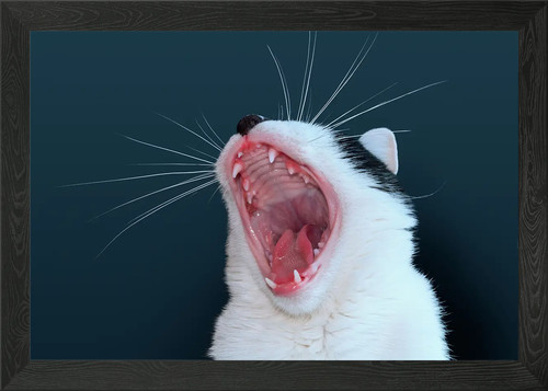 Black white cat - yawning, framed