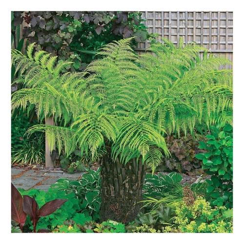 Dicksonia antarctica tree - dicksonia,