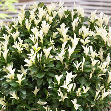 Euonymus Paloma Blanca - Japanese Spindle | Evergreen Potted Garden Shrub