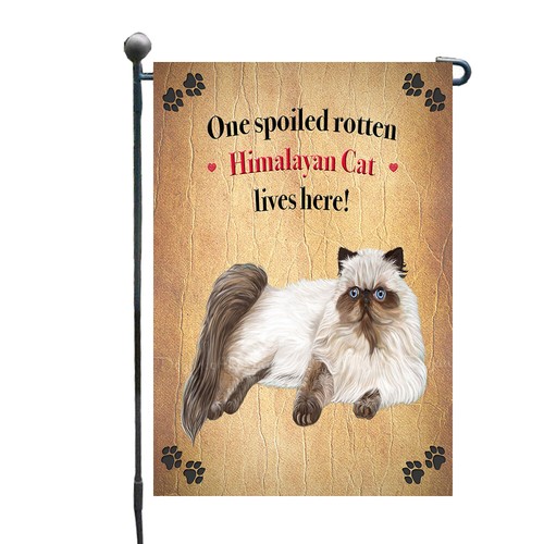 Spoiled rotten himalayan - himalayan, cat