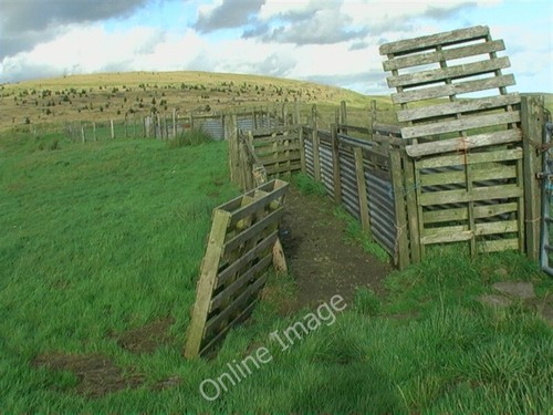 Photo 6x4 sheep - photo,