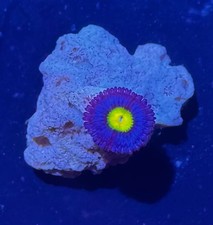AOI Zoa Zoanthid Frag Coral WYSIWYG