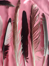 NATURAL FEATHERS x20 FREE