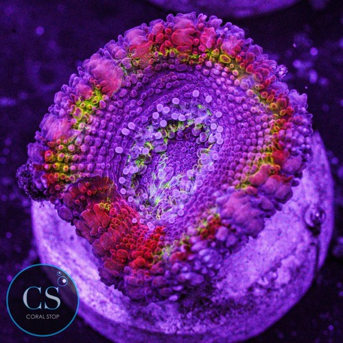 New release royal flush - royal,