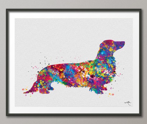 Dachshund long haired dog - haired,
