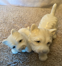 West Highland Terrier "Westie"