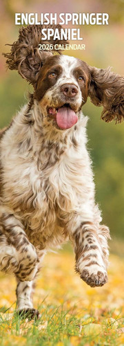 English springer spaniel - springer, 2026