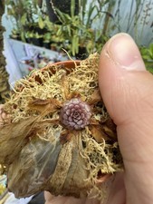 Large Dormant Pinguicula