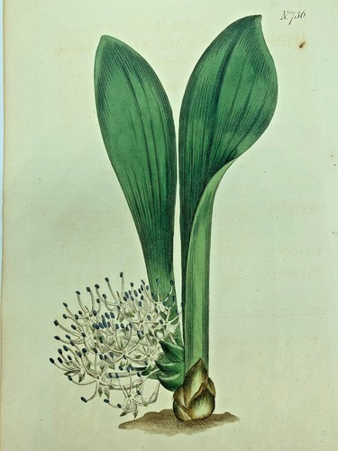 Sweet scented massonia plant - sweet,