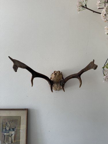 Antique roe deer - roe, on