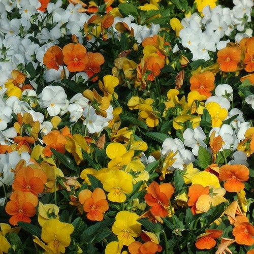 Viola sorbet citrus - citrus, |