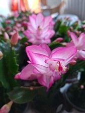 Pink Christmas Cactus Plant |