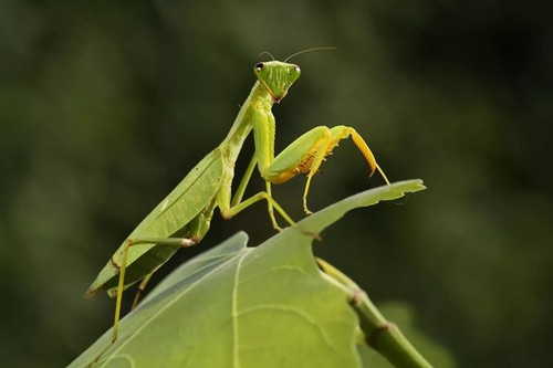 100 real praying mantis egg - 100,