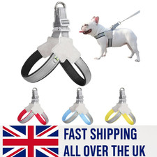 French Bulldog Collar Dog