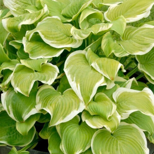 Hosta fragrant bouquet 9cm - fragrant,