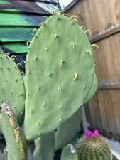 Rare Large Opuntia Ellisiana
