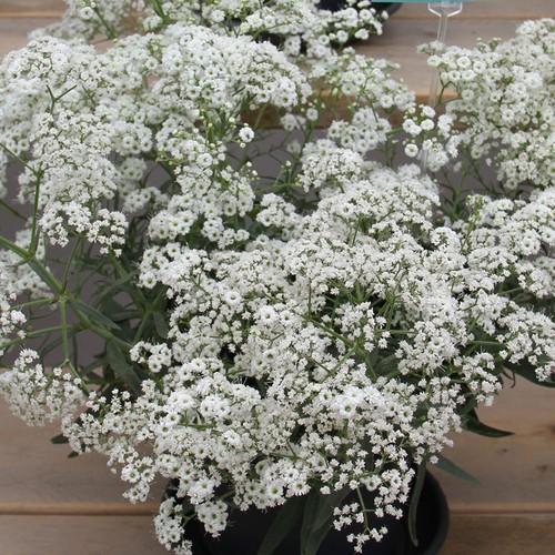Gypsophila starflakes - gypsophila,