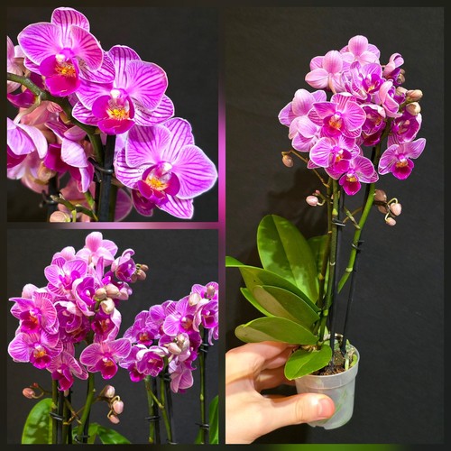 Mini phalaenopsis pink blush - mini,