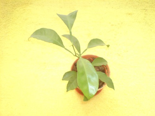 Orange tree plant - a, three