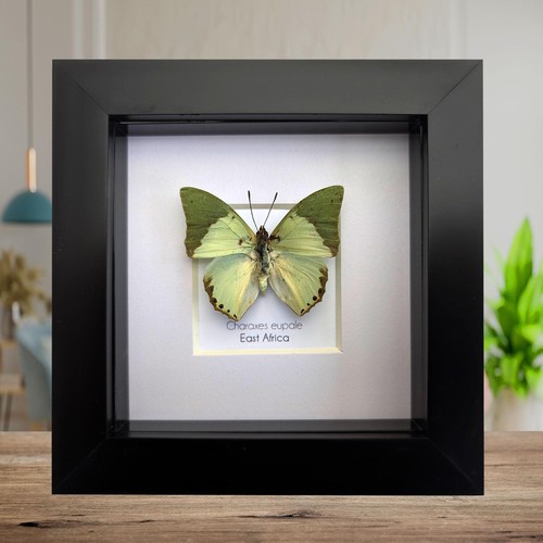 Framed charaxes eupale