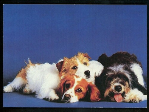 Dog puppy chrome postcard