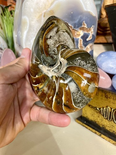 Nautilus fossil conch specimen - fossil,