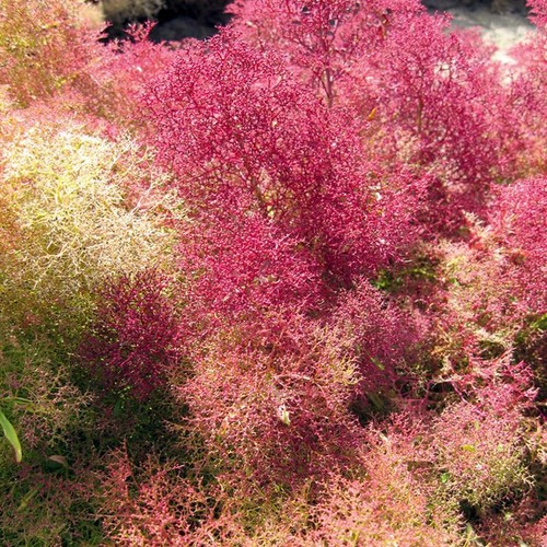 Seafoam aristata teloxys - seafoam,