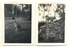 Vintage Photos Healesville Animal Sanctuary Australia Kangaroo Dingo Dog 1958