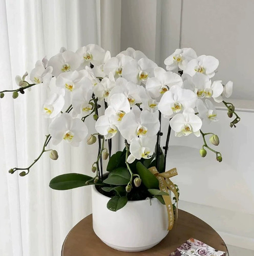 Phalaenopsis orchid potted