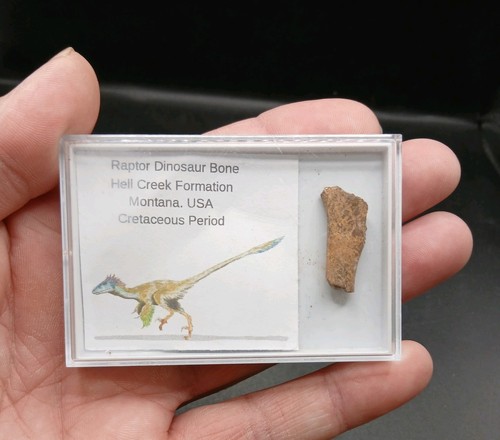 Raptor bone dinosaur fossi - dinosaur,