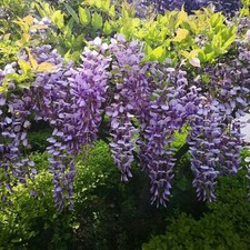Wisteria Tree Standard Hardy sinensis Patio Shrub Tree 2 Litre 2X Potted Plant