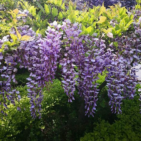 Wisteria tree standard - tree, hardy