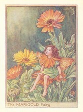 Marigold Fairy by Cicely Mary