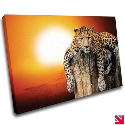 Leopard panther animal big cat - animal,