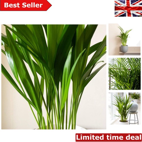 Dypsis lutescens air - dypsis,