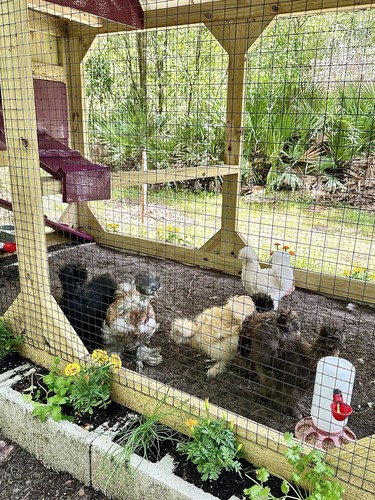 Silkie hatching eggs fertile - silkie, eggs.