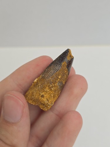 Spinosaurus dinosaur tooth - spinosaurus,