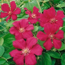 Clematis Ernest Markham Red