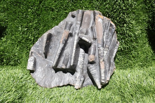 Inch devonian large - 9,