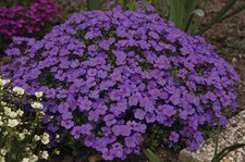6x LARGE PLUGS - Aubretia Audrey F1 Purple Shades Large Plug Plants