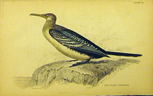 Original old antique print - antique,
