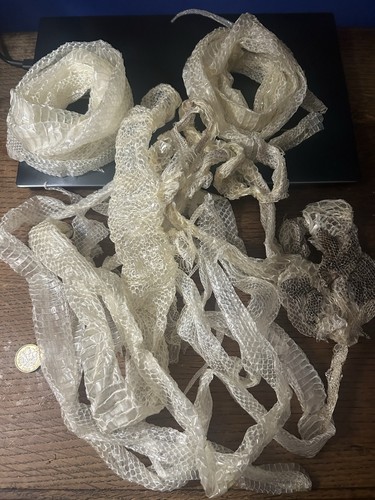 Snake shed joblot corn - joblot,