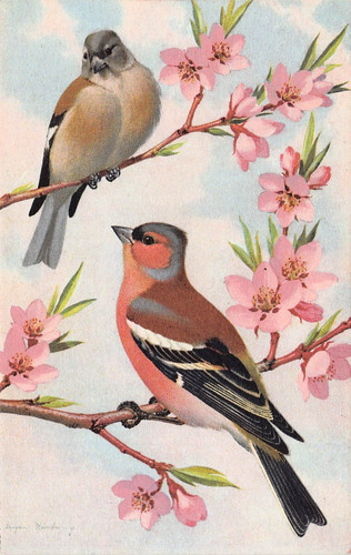 Artist eugene harting - harting, birds