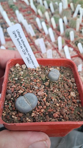 Lithops schwantesii grey - lithops, (grey