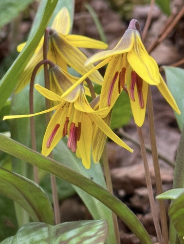 Erythronium americanum x10 - erythronium,