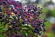 Elderberry - Sambucus nigra - 100 Seeds - Flowers & Fruit for Wine & Jellies