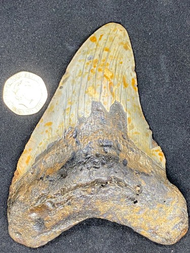 Prehistoric fossil - 4.6",