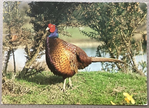 Pheasant british birds bird - british,